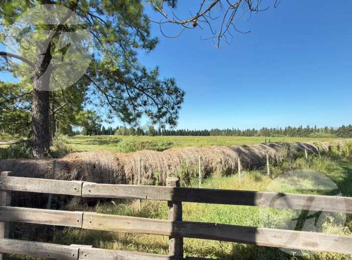 Venta de Chacra de 5 hectáreas productivas - Gobernador Castro, San Pedro