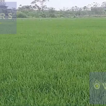 VENTA PROPIEDAD AGRICOLA RICAURTE (VM)