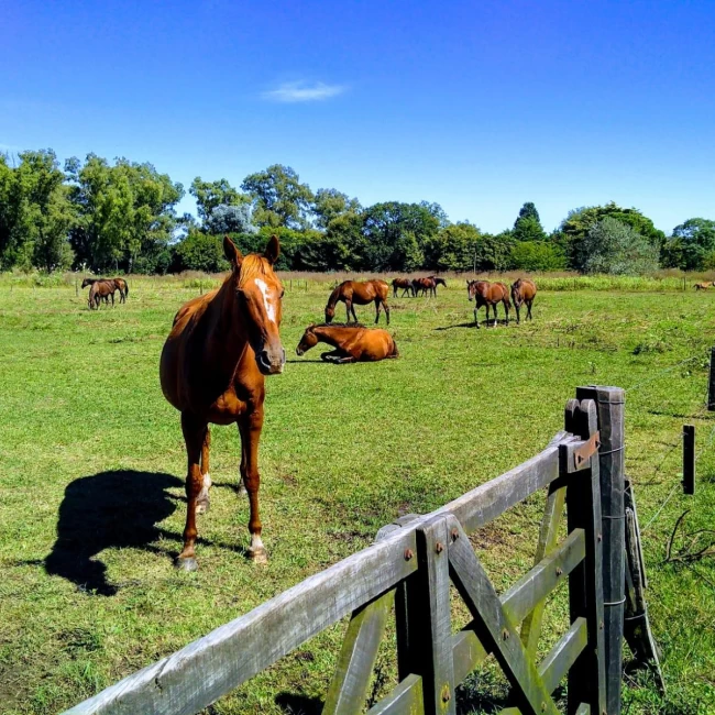 Venta Estancia en solis