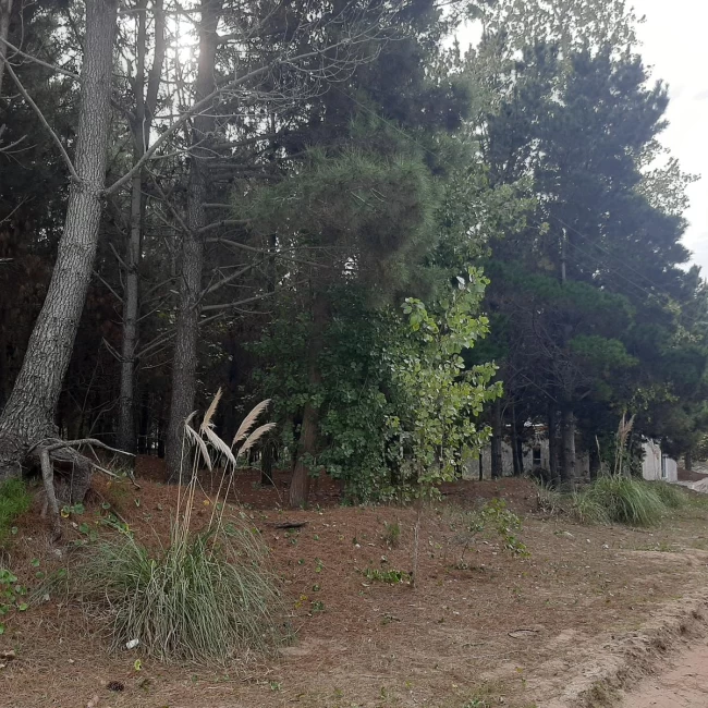 VENTA LOTE EN SAN BERNARDO 20 X 50 METROS FORESTADO ZONA BOSQUE