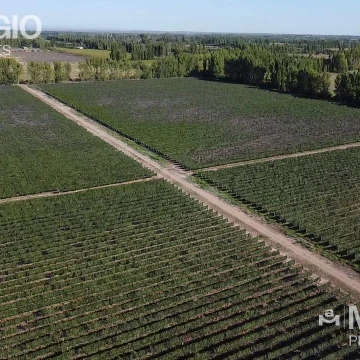 Finca Venta San Rafael Mendoza