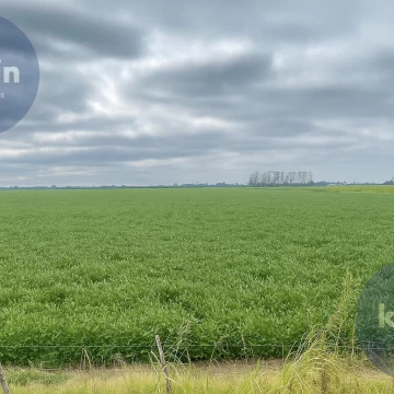 Campo Zona Norte - 164 HA Agricolas - San Nicolas De Los Arroyos