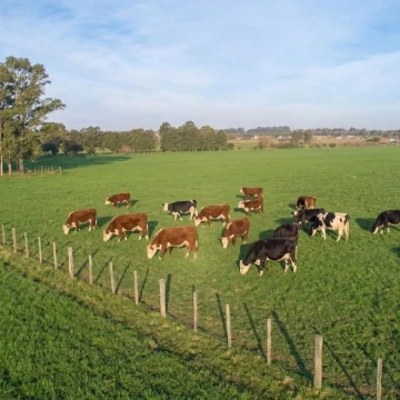 Campo en Los Algodones