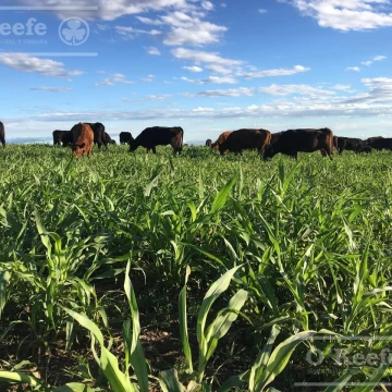 Campo en venta de 1100 has en San Luis
