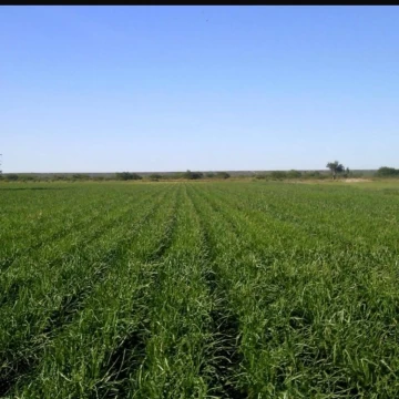 Campo de 875 has. en Venta - en Guardia Mitre Pcia de Río Negro