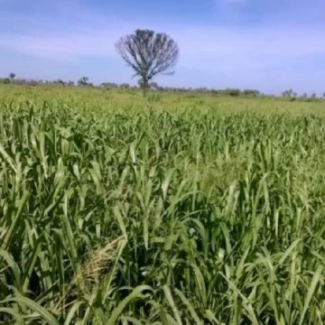 Campo en Presidente Hayes - Bajo Chaco - 2.135 has