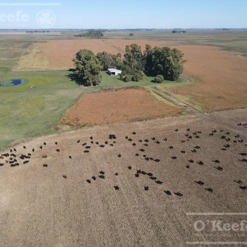 Campo en venta de 324 has de General Alvear