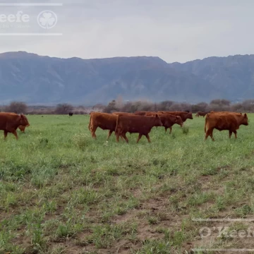 Venta Excelente Campo Agricola- Ganadero  de 781 has, Cortaderas, San Luis- Financiamiento