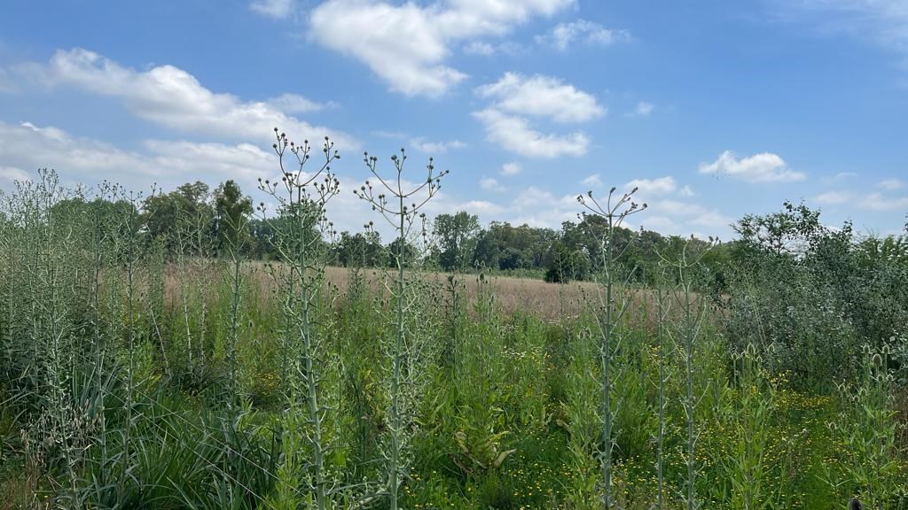image 14
