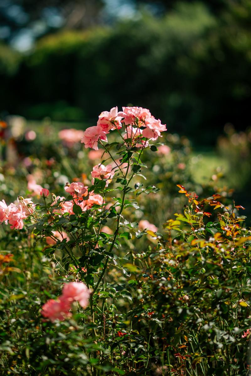 image 65