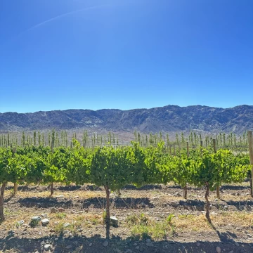 5 fincas en Calingasta San Juan