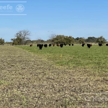 Campo en venta de 450 has en Magdalena
