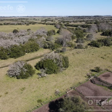 Campo en  venta 295 has Magdalena