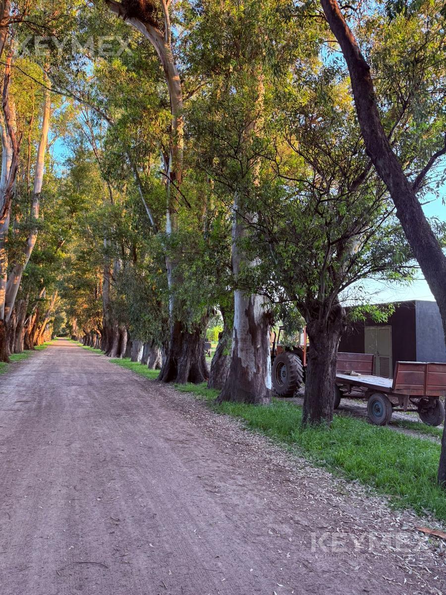 camino arbolado