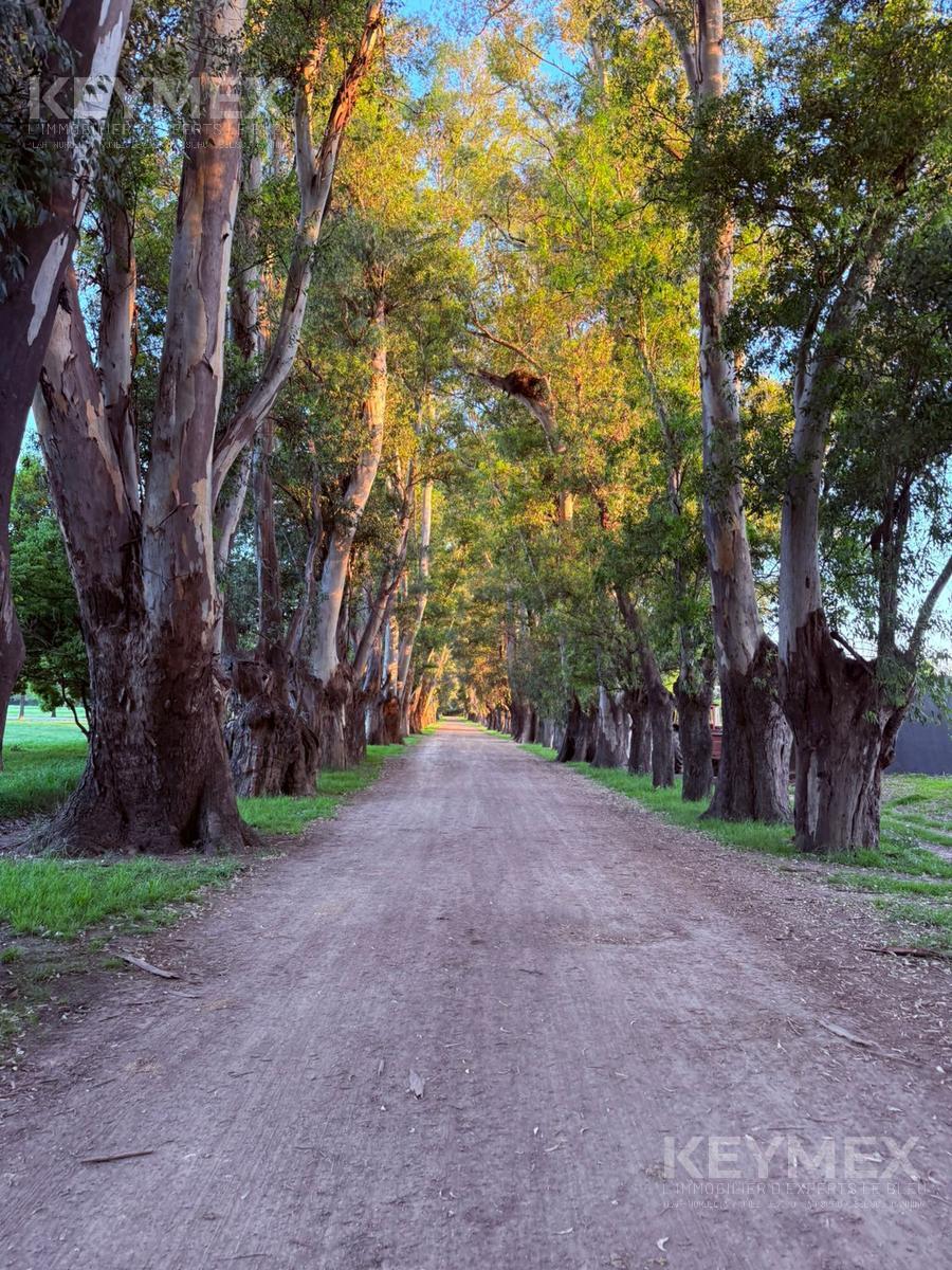 pasaje de caballos