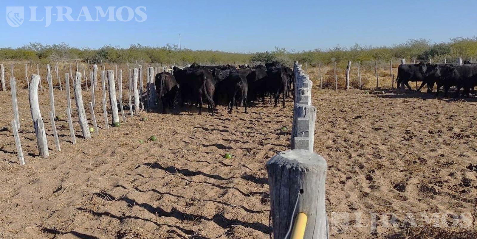 image 16
