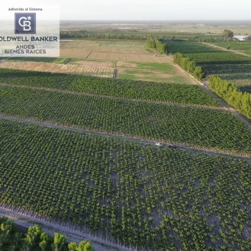 Finca en Producción