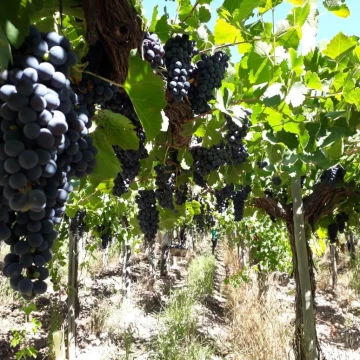 Finca en Ingeniero Gustavo Andre