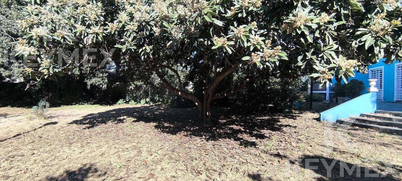 Parque trasero — árboles maduros y sombra natural en el lote