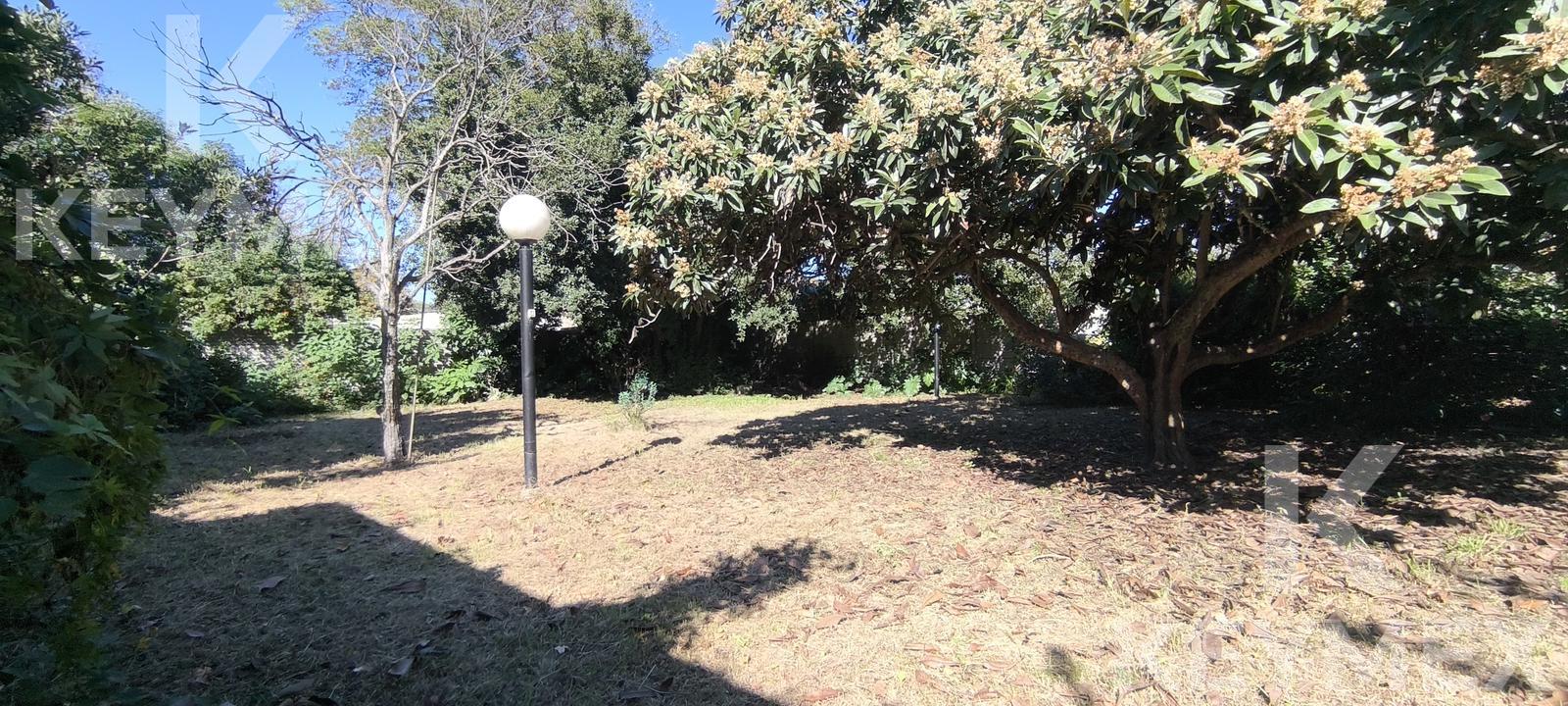 Jardín con árbol y farola — espacio verde del fondo del lote