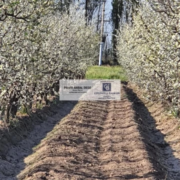 Finca - San Rafael