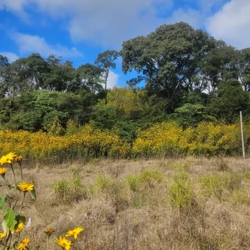 TERRENO EN VENTA EL NOGAL | LOS ALISOS