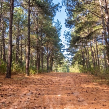 Chacra - paraje Arazatí