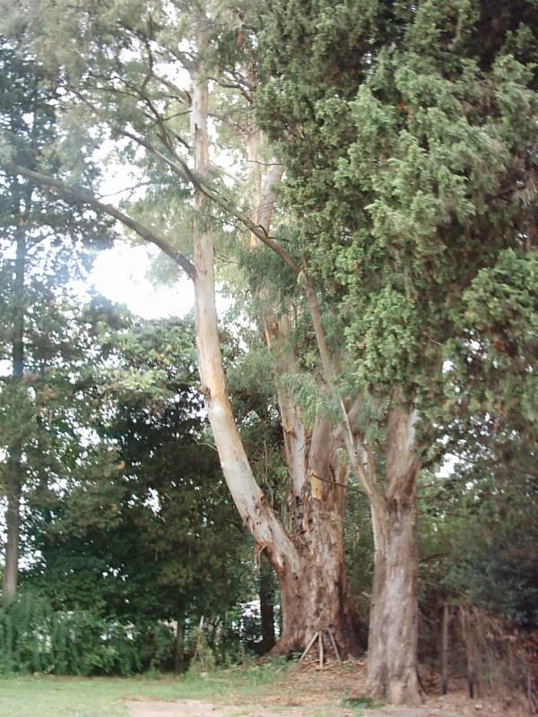 image 41