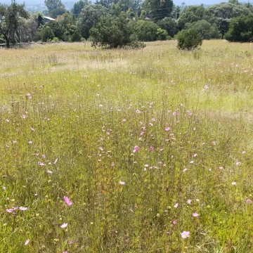 Terreno  en venta en Huasca de Ocampo Centro