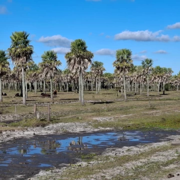 Campo ganadero y arrocero en zona centro de Corrientes
