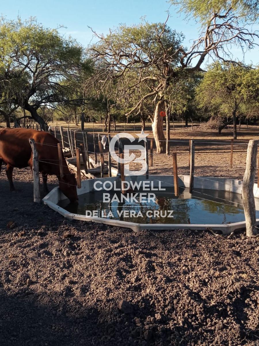 ALQUILER-EXCELENTE CAMPO GANADERIA DE CRIA - 2