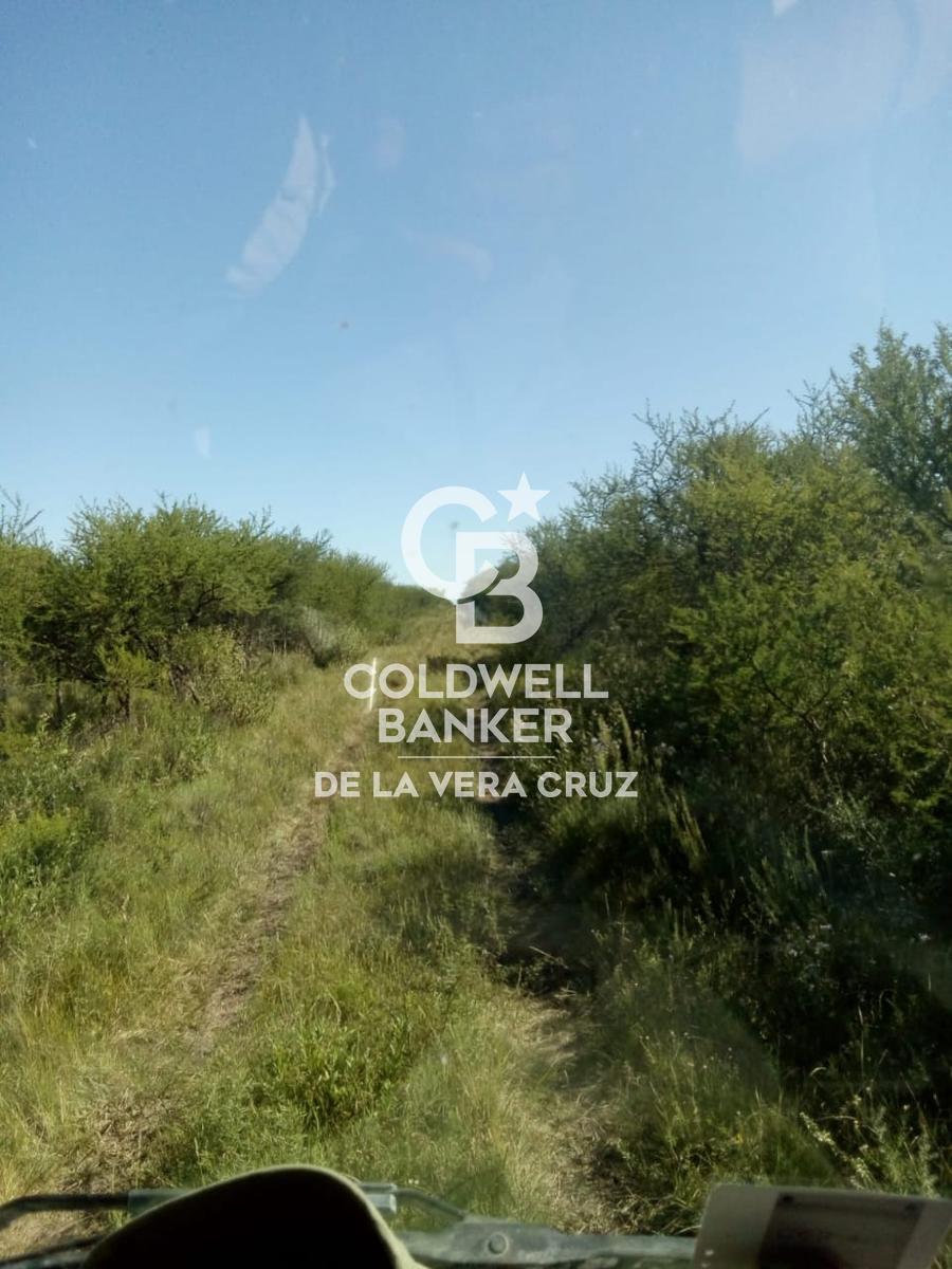 ALQUILER-EXCELENTE CAMPO GANADERIA DE CRIA - 3
