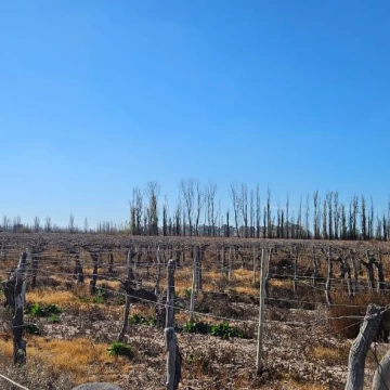 Finca en Venta - Gustavo Andre - Lavalle - Mendoza