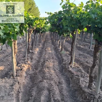 Finca de 21,4 ha en Villa Atuel