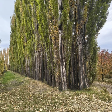 Venta chacra 14.7 Ha en Plottier