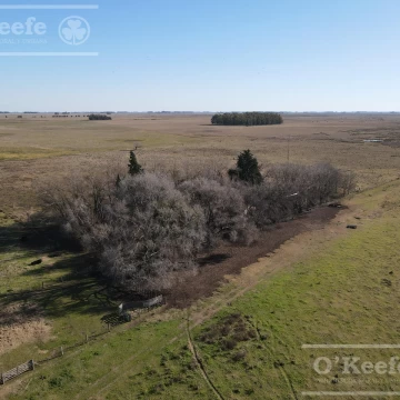 Campo Ganadero 800 Has.  en venta en Saladillo, La Campana