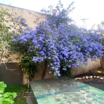 Departamento PB venta 3 ambientes con Jardin y parrilla Caballito