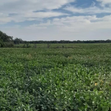 VENTA CAMPO AGRICOLA 342 HAS LAS ARRIAS