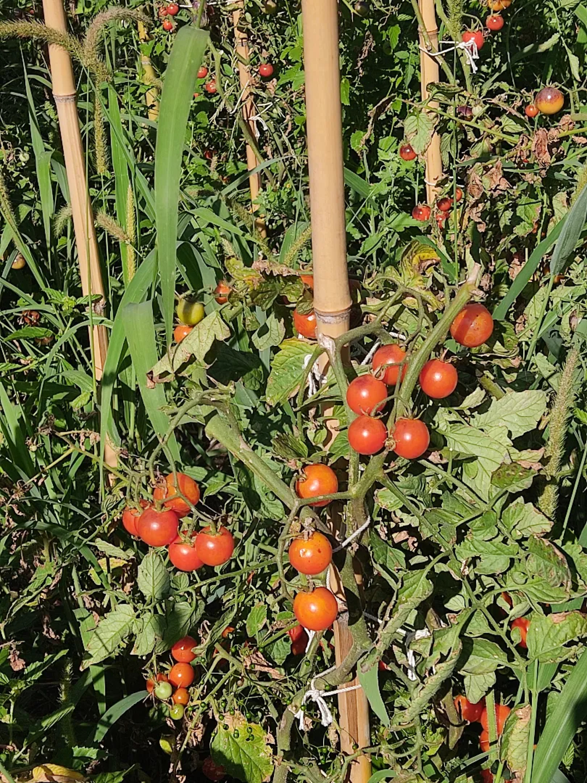 image 14
