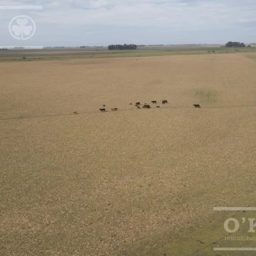 Campo en venta de 298 has 70% agricola
