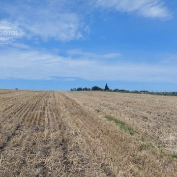 Venta de campo en Tres esquinas, dapartamento de Colonia 