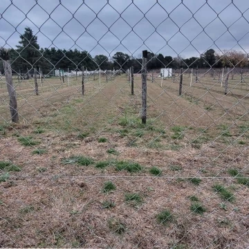 VENTA FINCA CON VIÑEDO COLONIA CAROYA