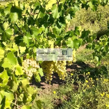 Finca en Monte Coman