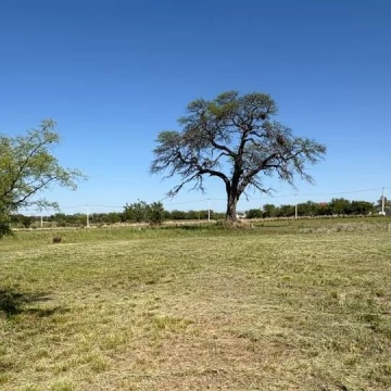 Venta terreno de 1000m2 en Sinsacate