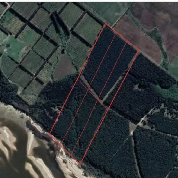 Chacra - paraje Arazatí