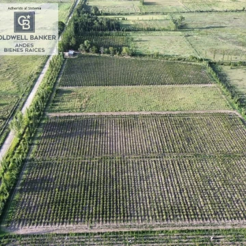 Finca de 21,4 ha en Villa Atuel