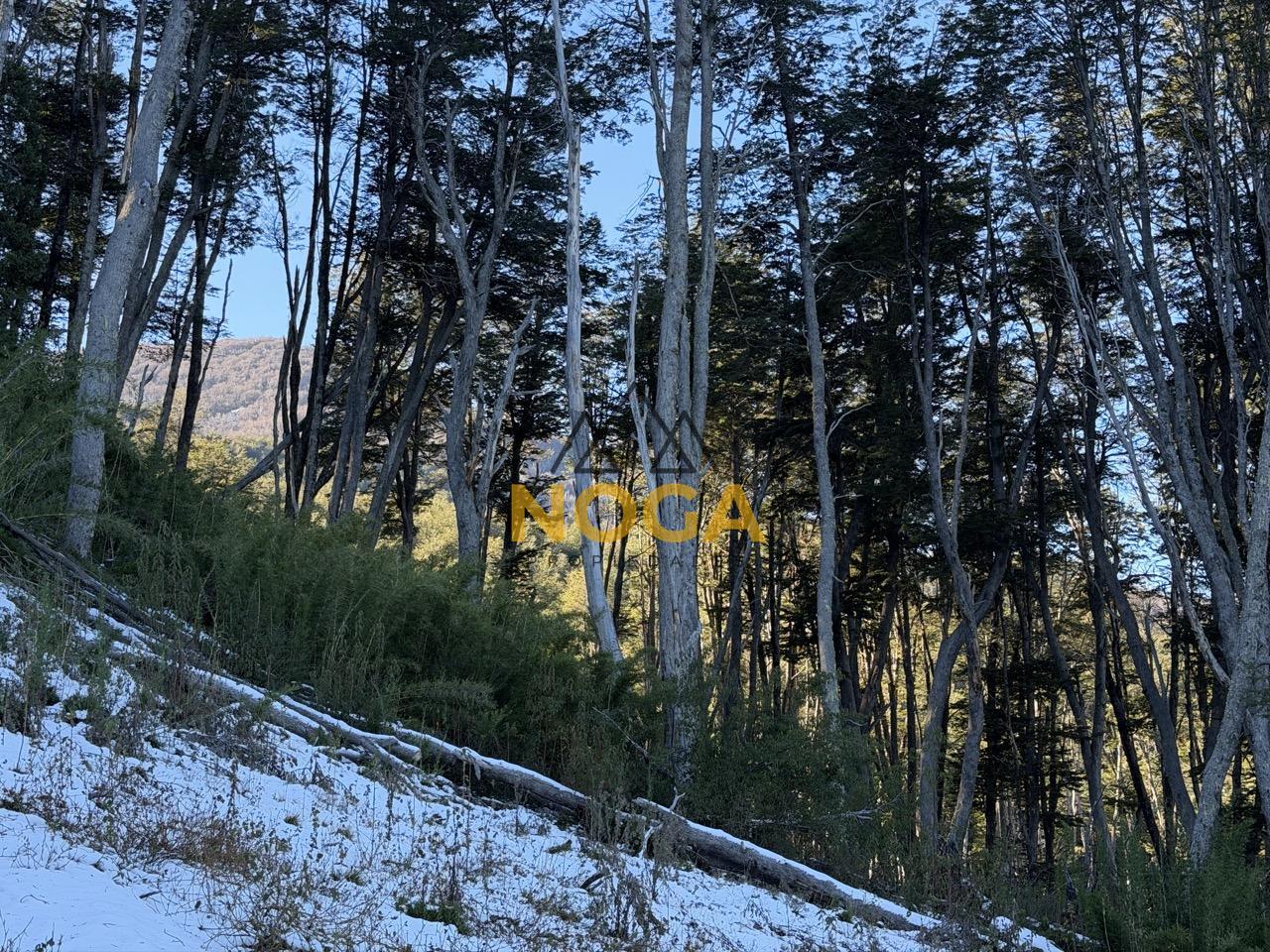 image 19