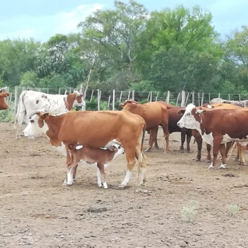 Campo de 2.672 Hectáreas en Pinto, Santiago del Estero
