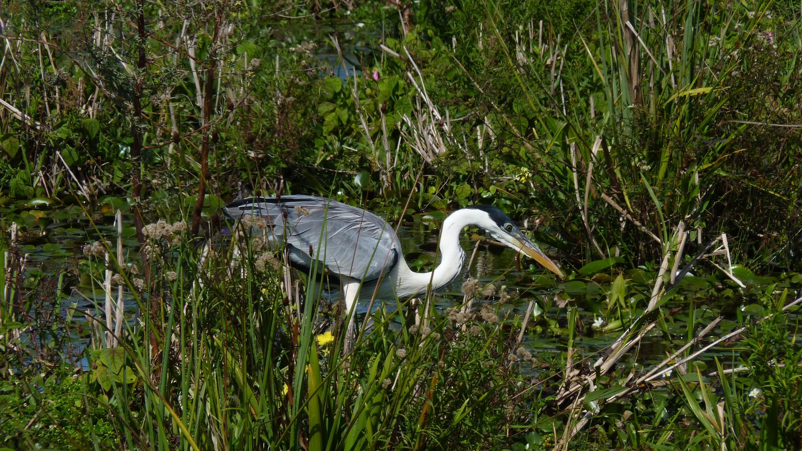 image 17