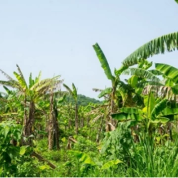 TERRENO EN VENTA 30 HA EN HUATULCO
